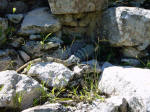 Wildlife